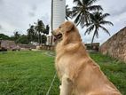 Golden Retrieve Male Dog for Crossing