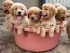 Golden Retriever Puppies