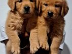 Golden Retriever Puppies