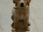 Golden Retriever Puppy