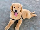 Golden Retrieve Puppy