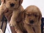 Golden Retrieve Puppy