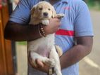 Golden Retrieve Puppy