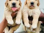 Golden Retrieve pupy