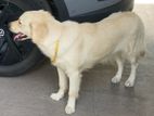 Golden Retriever Puppy