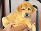 Golden Retriever Breed Cross