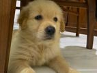 Golden Retriever Puppies