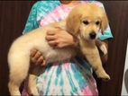 Golden Retriever Puppy