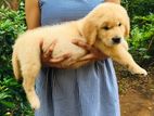 Golden Retriever Puppy