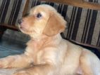Golden Retriever Cross Puppy