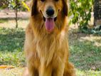 Golden Retriever Crossing