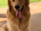 Golden Retriever Crossing