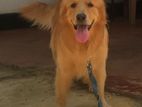 Golden Retriever Crossing (stud)