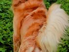 Golden Retriever Dog For Crossing