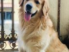 Golden Retriever Dog for Crossing