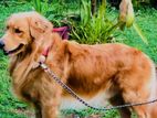 Golden Retriever Dog for Crossing