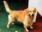 Golden Retriever Dog for Crossing