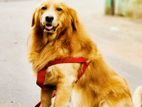 Golden Retriever Dog for Crossing