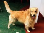 Golden Retriever Dog for Crossing