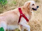 Golden Retriever Dog for Crossing