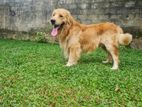 Golden Retriever Dog For Crossing