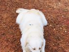 Golden Retriever Dog for Crossing