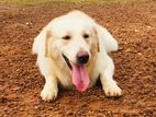 Golden Retriever Dog for Crossing