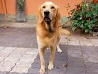 Golden Retriever Dog for Crossing