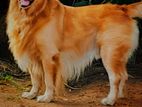 golden retriever dog for crossing