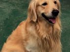 Golden Retriever Dog for Crossing