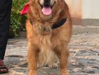 Golden Retriever Dog for Crossing