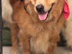 Golden Retriever Dog for Crossing