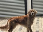 Golden Retriever Dog for Crossing