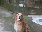 Golden Retriever Dog for Crossing