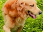 Golden Retriever Dog for Crossing