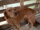 Golden Retriever Puppies