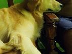 Golden Retriever Dog