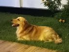 Golden Retriever Dog