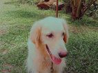 Golden Retriever Dog