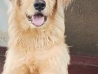 Golden Retriever Dog