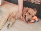 Golden Retriever Dog