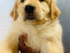 Golden Retriever Dog