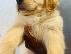 Golden Retriever Puppy