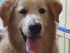 Golden Retriever Dog for Crossing