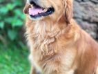 Golden Retriever Dogs for Crossing