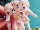 Golden Retriever Puppies