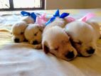 Golden Retriever Puppies