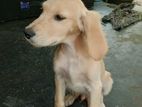 Golden Retriever Dog