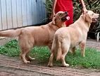 Golden Retriever Dogs
