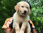 Golden Retriever Puppies